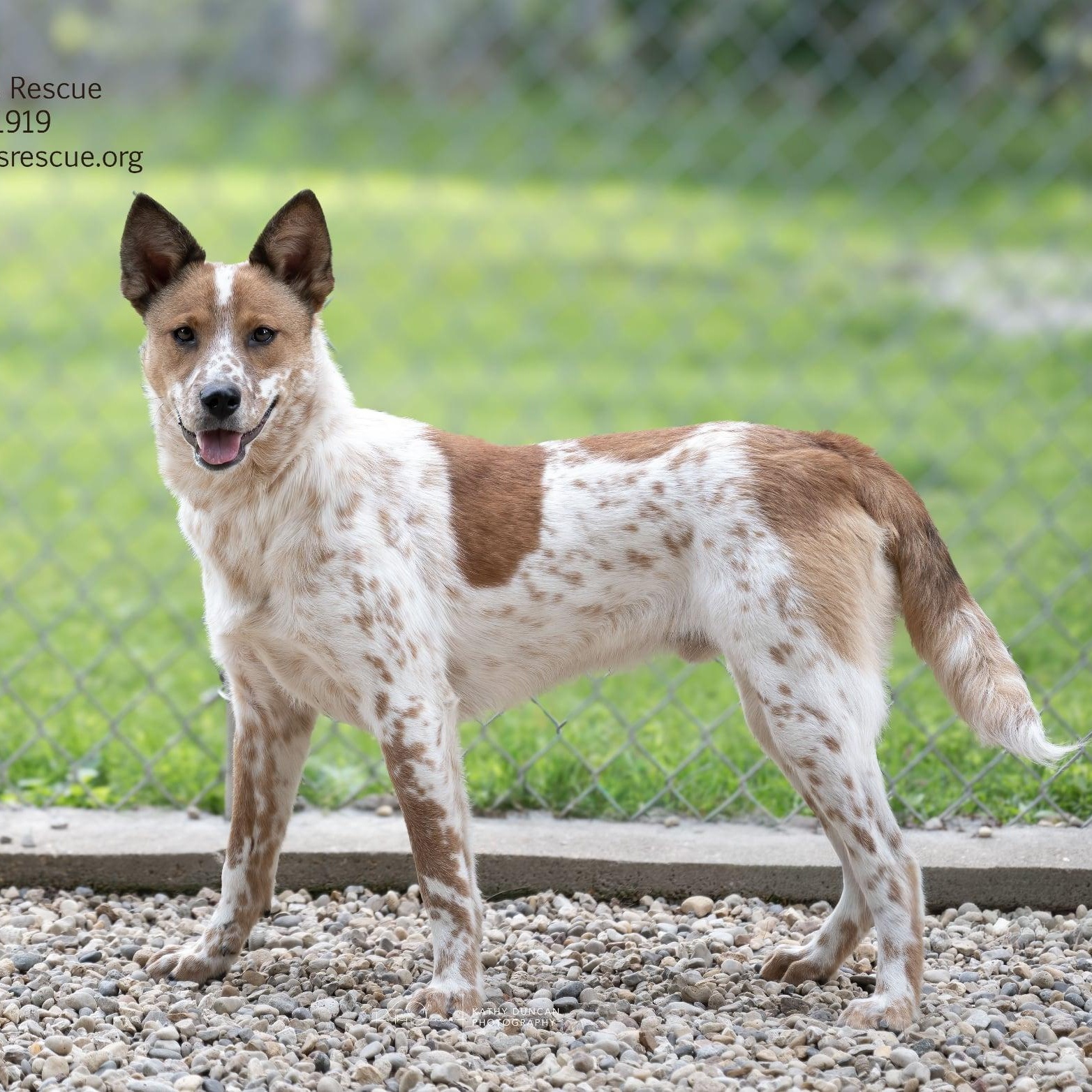 Liam, adoptable, Puppy Male Cattle Dog.