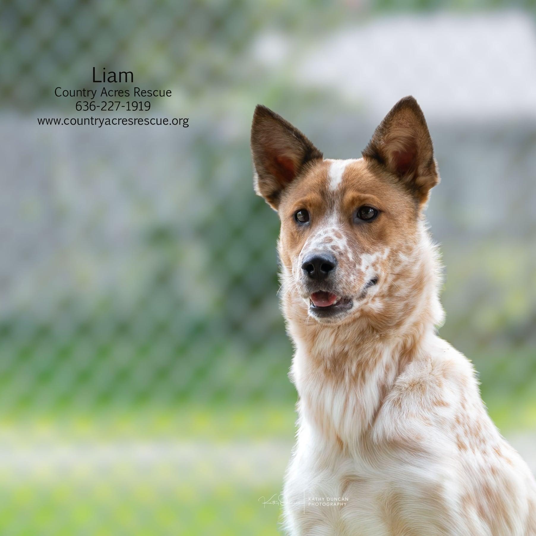 Liam, an adoptable mixed breed in Manchester, MO image 5/6