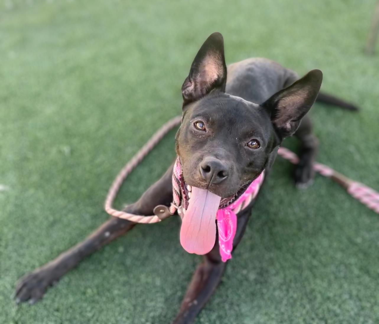 PRINCESS, Adoptable, Adult Female Pit Bull Terrier & Mixed Breed.