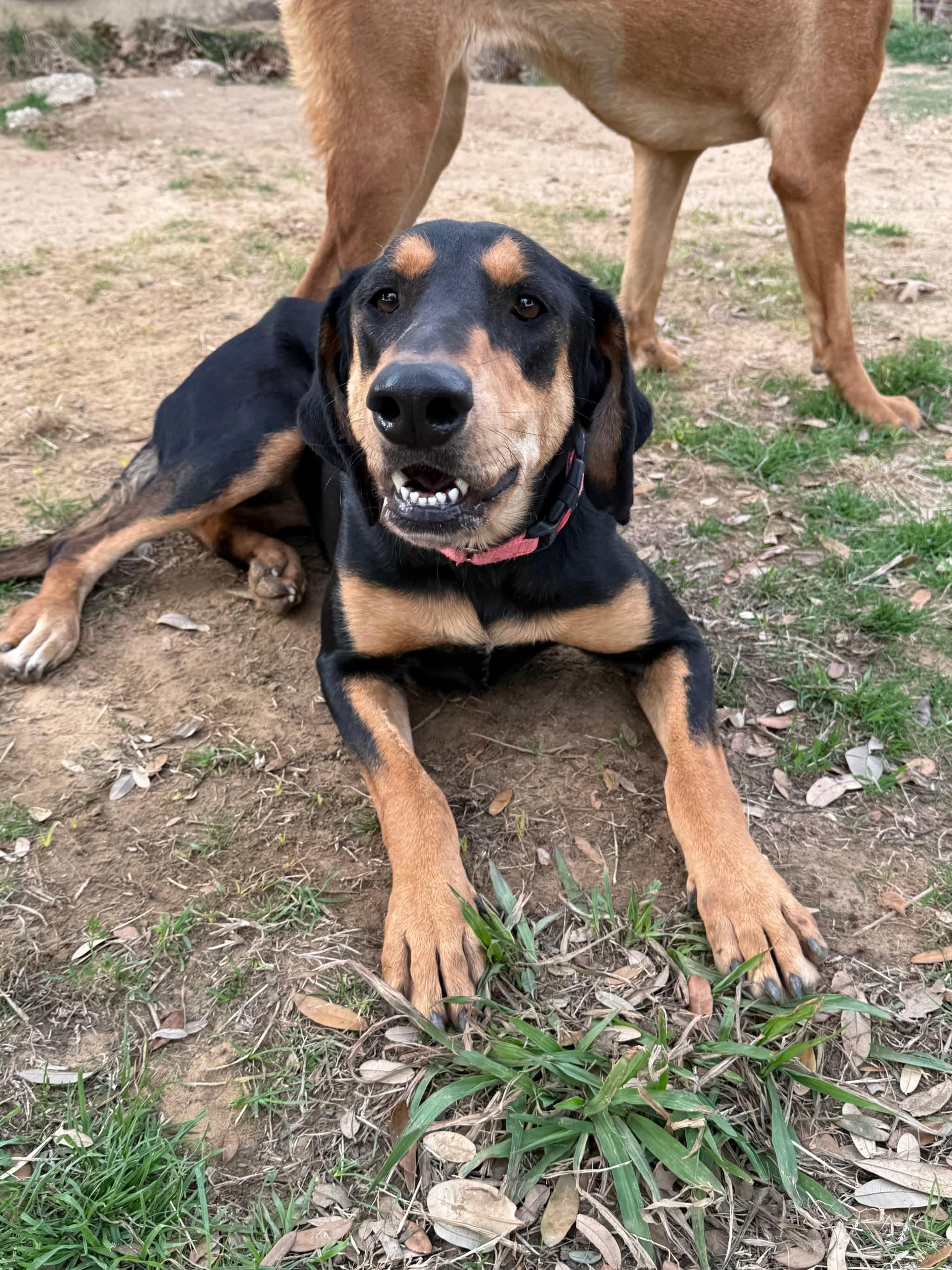 Enlarge Lucy , a Adoptable mixed breed in New Haven , CT image 2/6