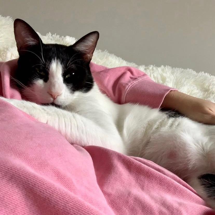 Miles, Adoptable, Adult Male Domestic Short Hair.