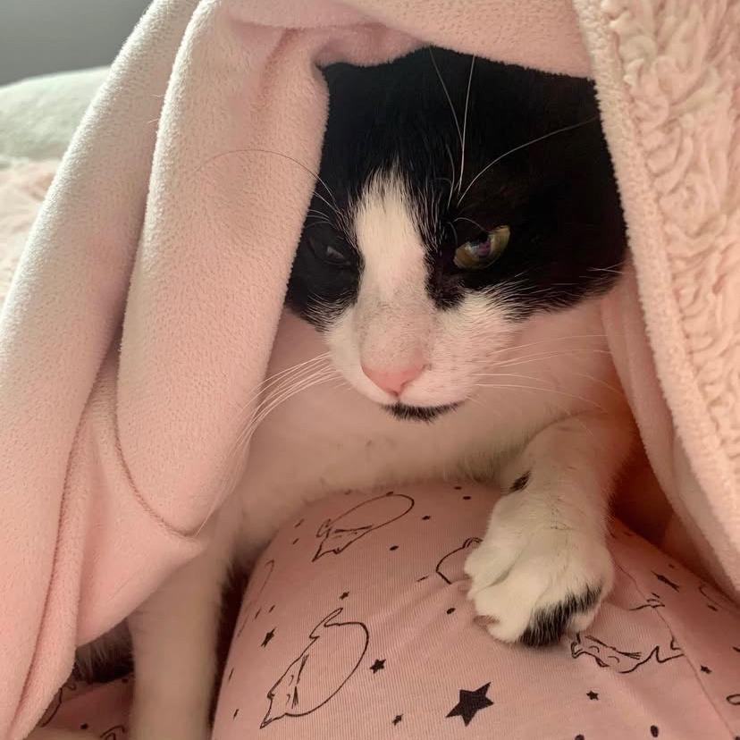 Miles, a Adoptable Domestic Short Hair in Lions Bay, BC image 3/6