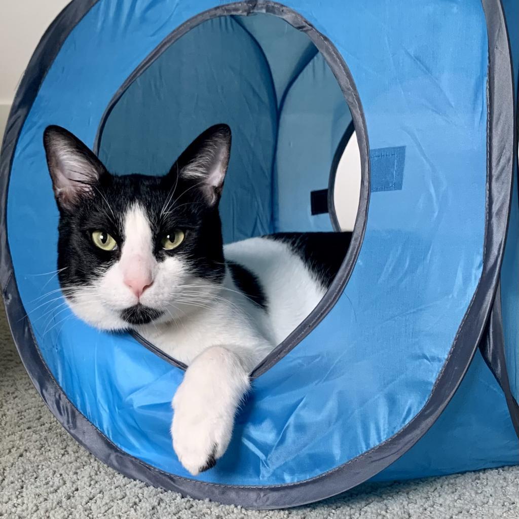 Miles, a Adoptable Domestic Short Hair in Lions Bay, BC image 6/6