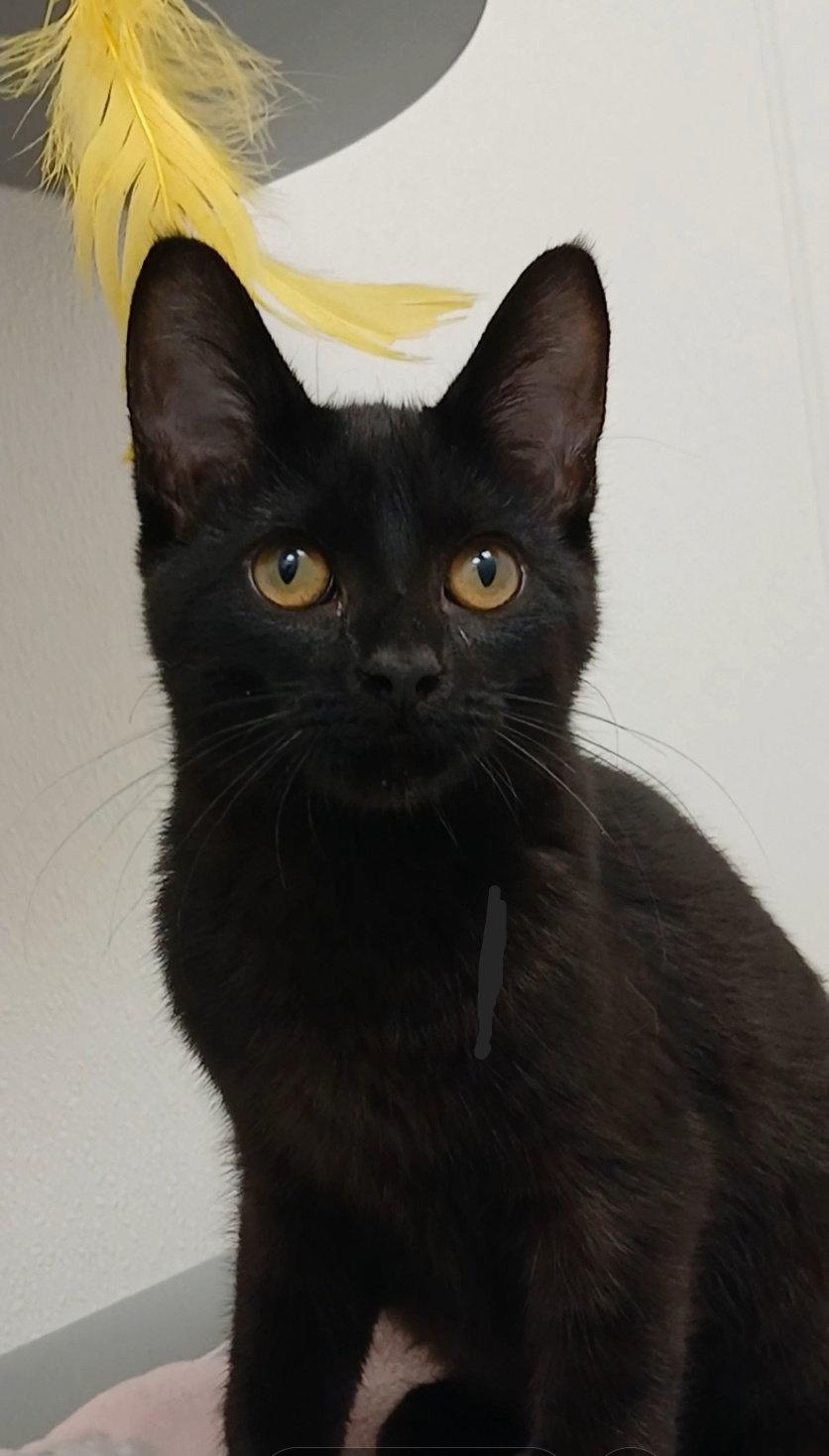 Furiosa, Adoptable, Kitten Female Domestic Short Hair.