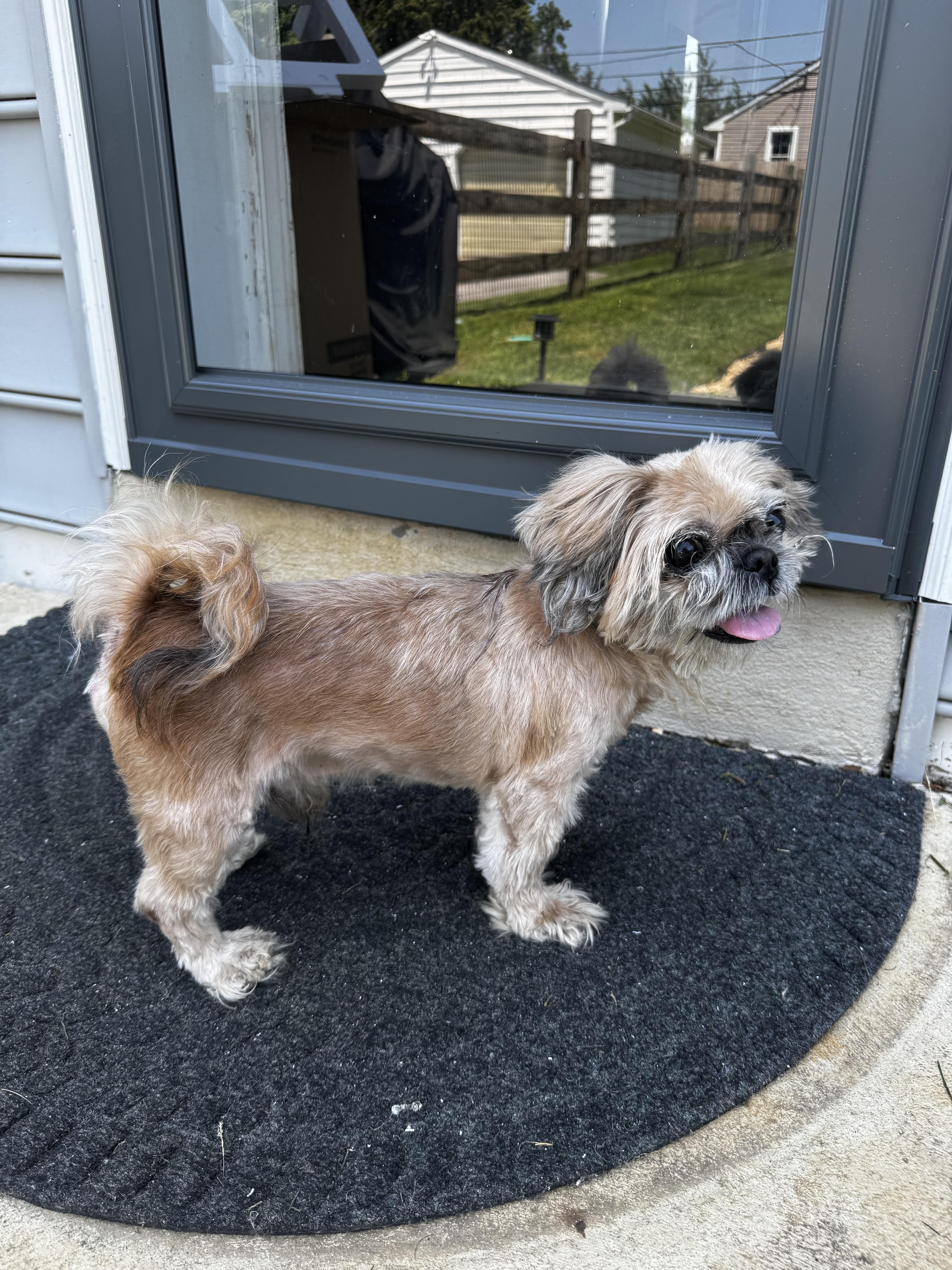 Toffee, Senior Male unknown