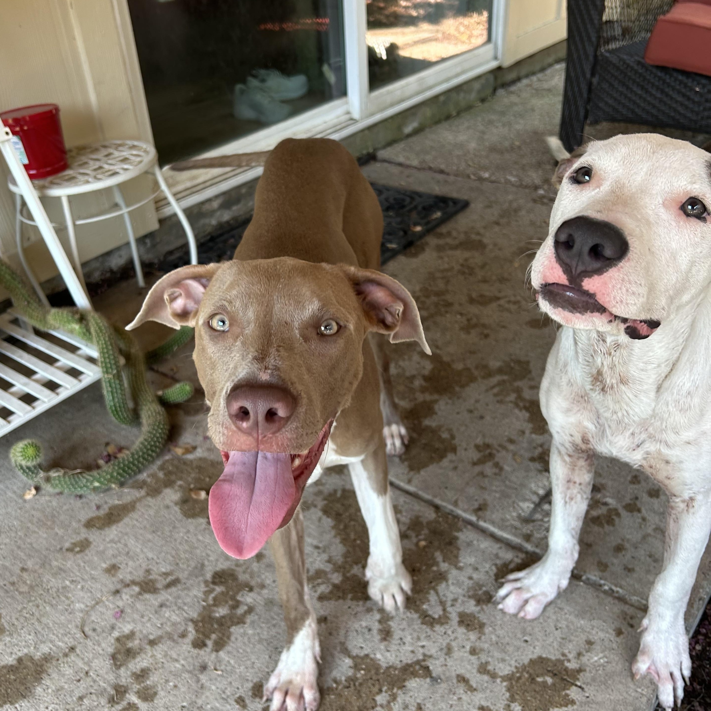 Cheesebread and Marinara