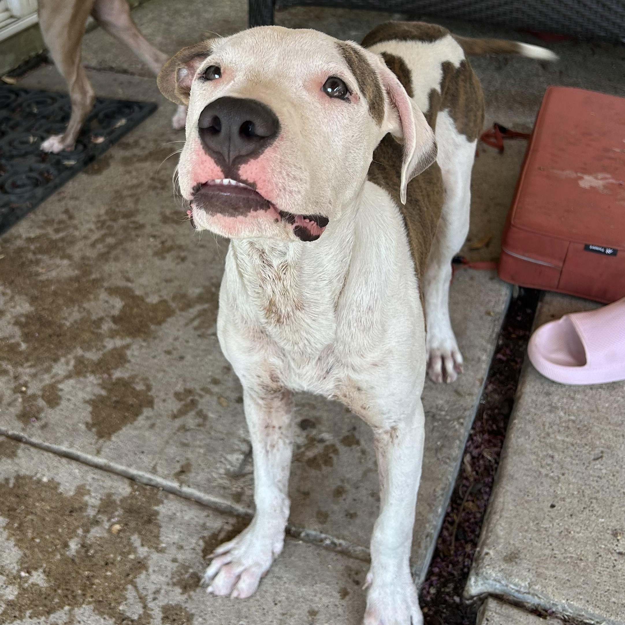 Cheesebread and Marinara