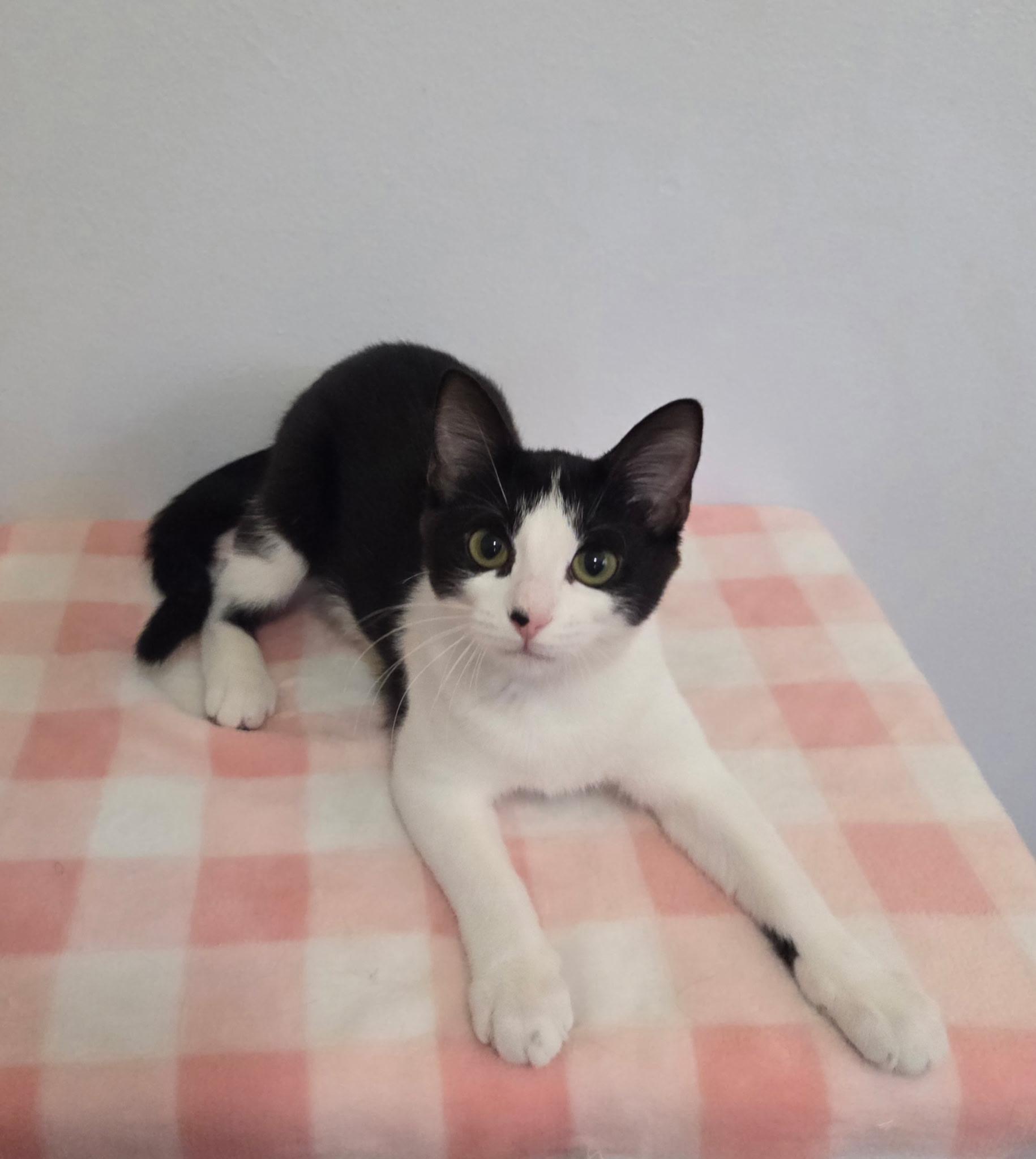 FIFA, a ADOPTABLE mixed breed in High Ridge, MO image 2/3