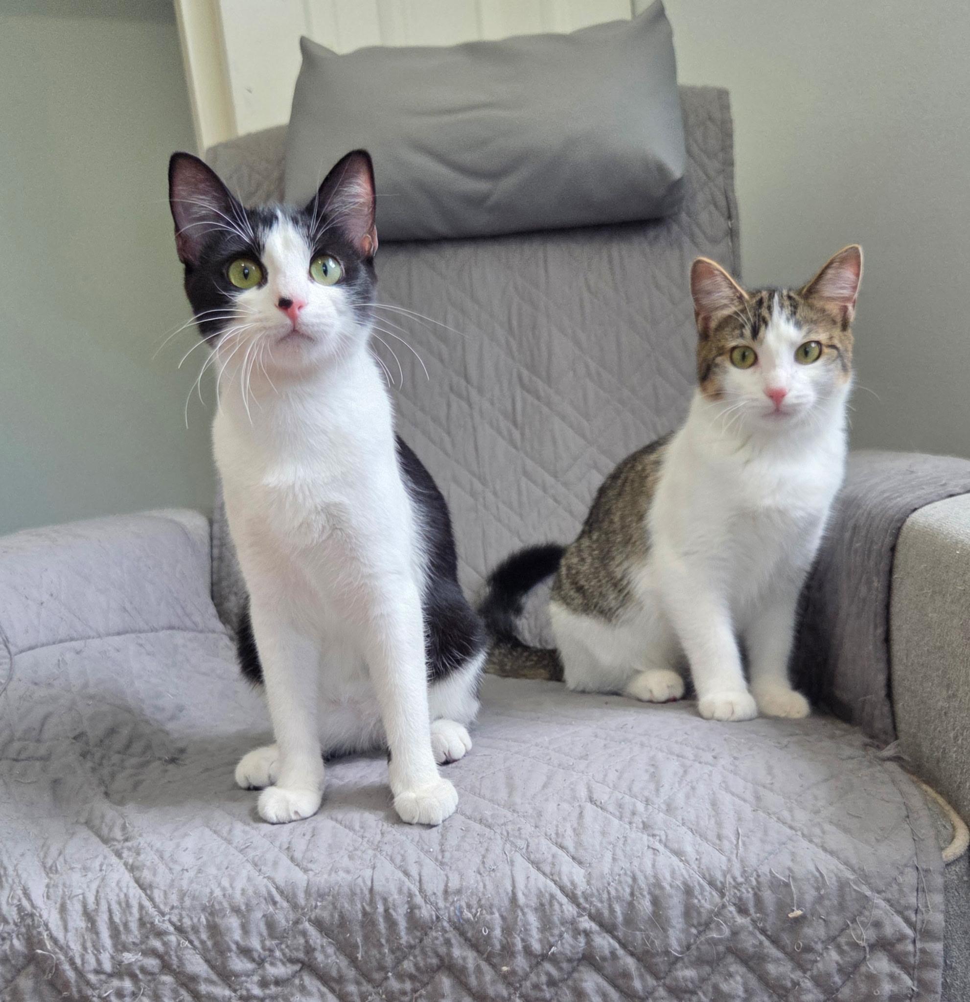 Enlarge FIFA & Rookie, a Adoptable mixed breed in High Ridge, MO image 1/6