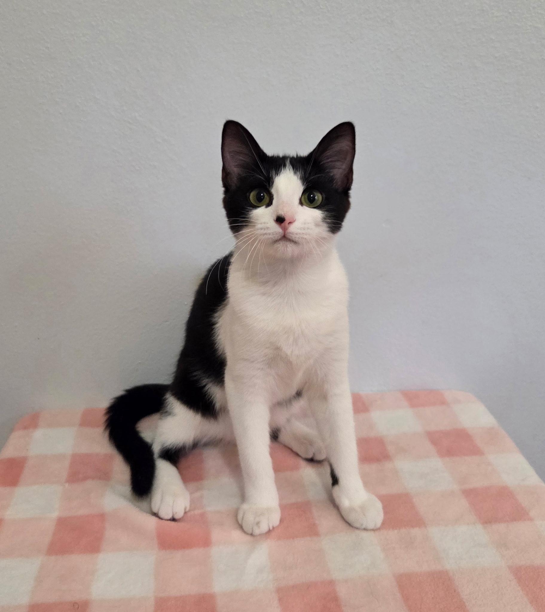 FIFA, a ADOPTABLE mixed breed in High Ridge, MO image 1/3