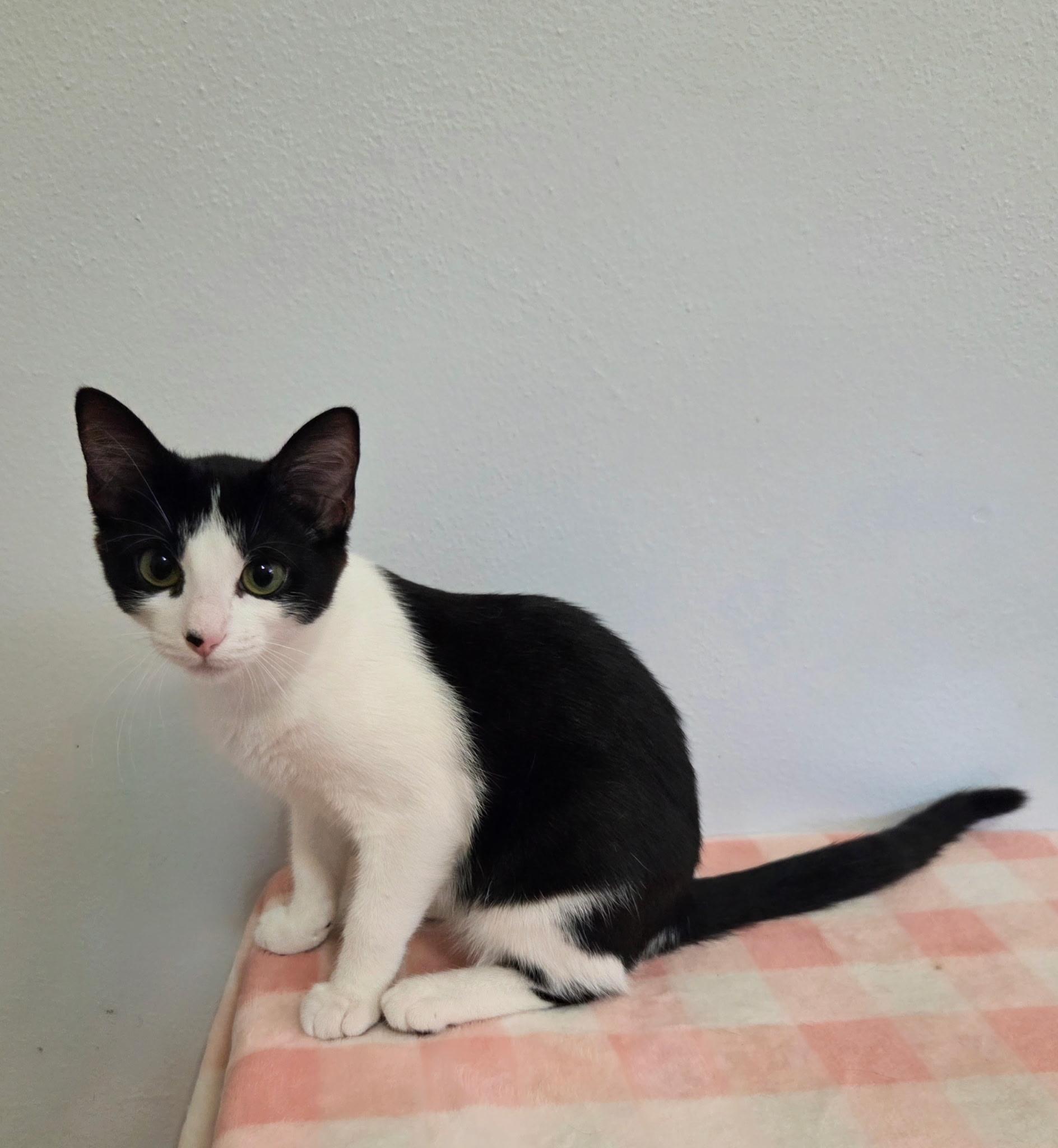 FIFA, a ADOPTABLE mixed breed in High Ridge, MO image 3/3