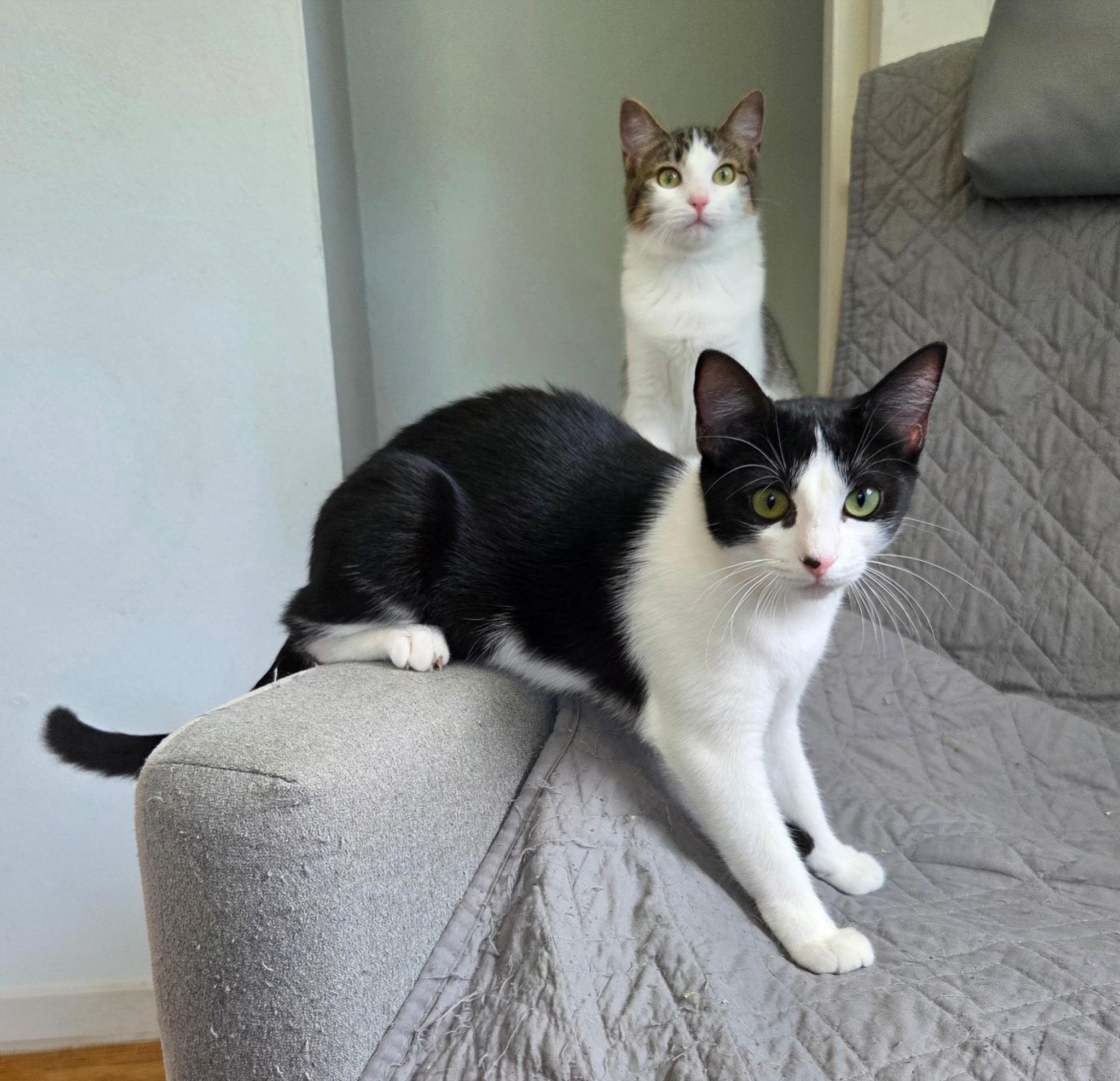 Enlarge FIFA & Rookie, a Adoptable mixed breed in High Ridge, MO image 2/6