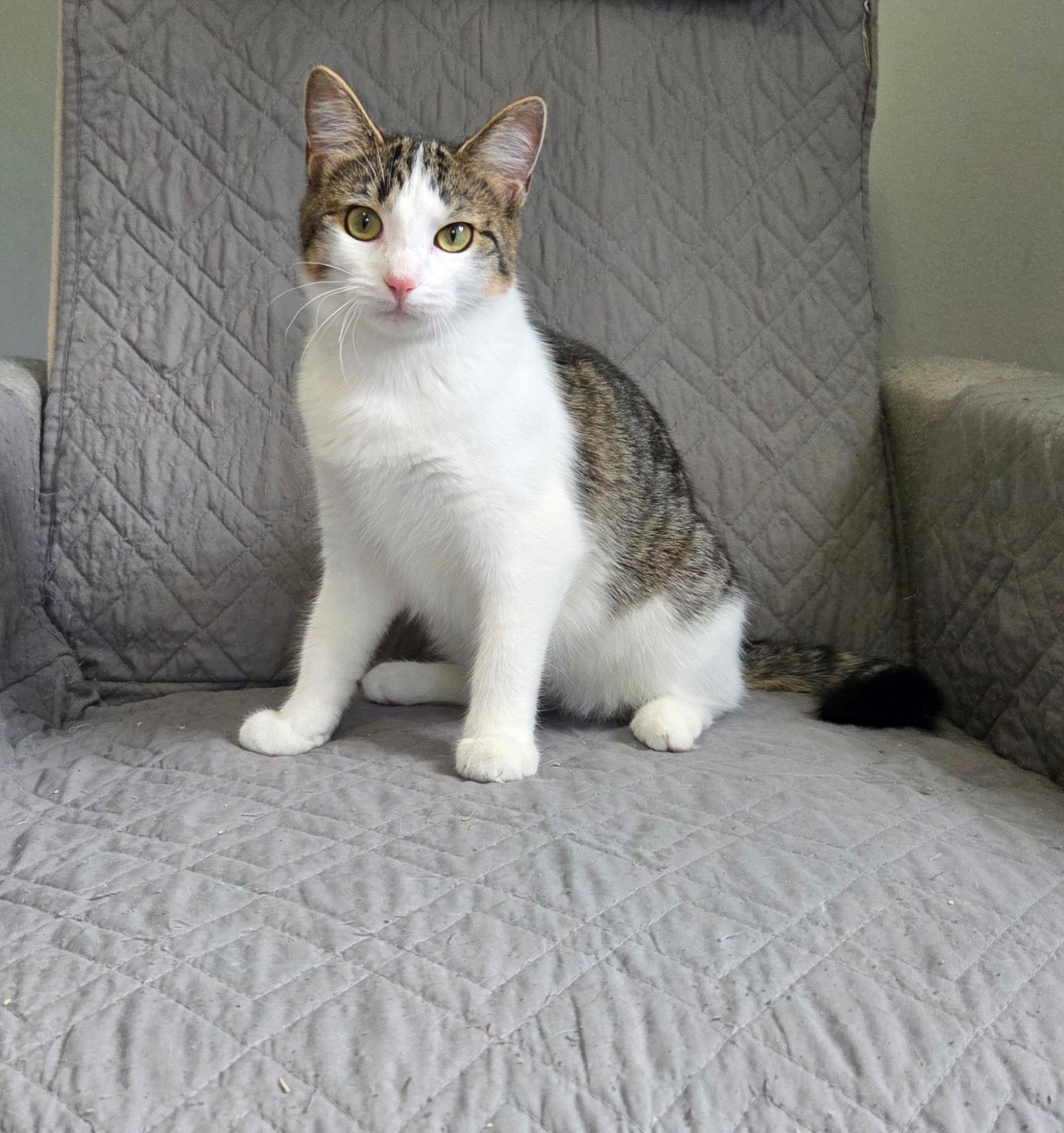 Enlarge FIFA & Rookie, a Adoptable mixed breed in High Ridge, MO image 4/6