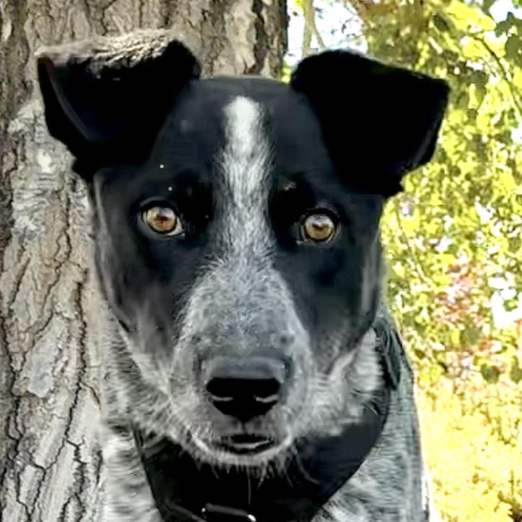 Rafael, a Adoptable mixed breed in Park City, UT image 1/6