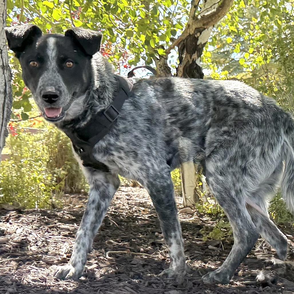 Rafael, a Adoptable mixed breed in Park City, UT image 2/6