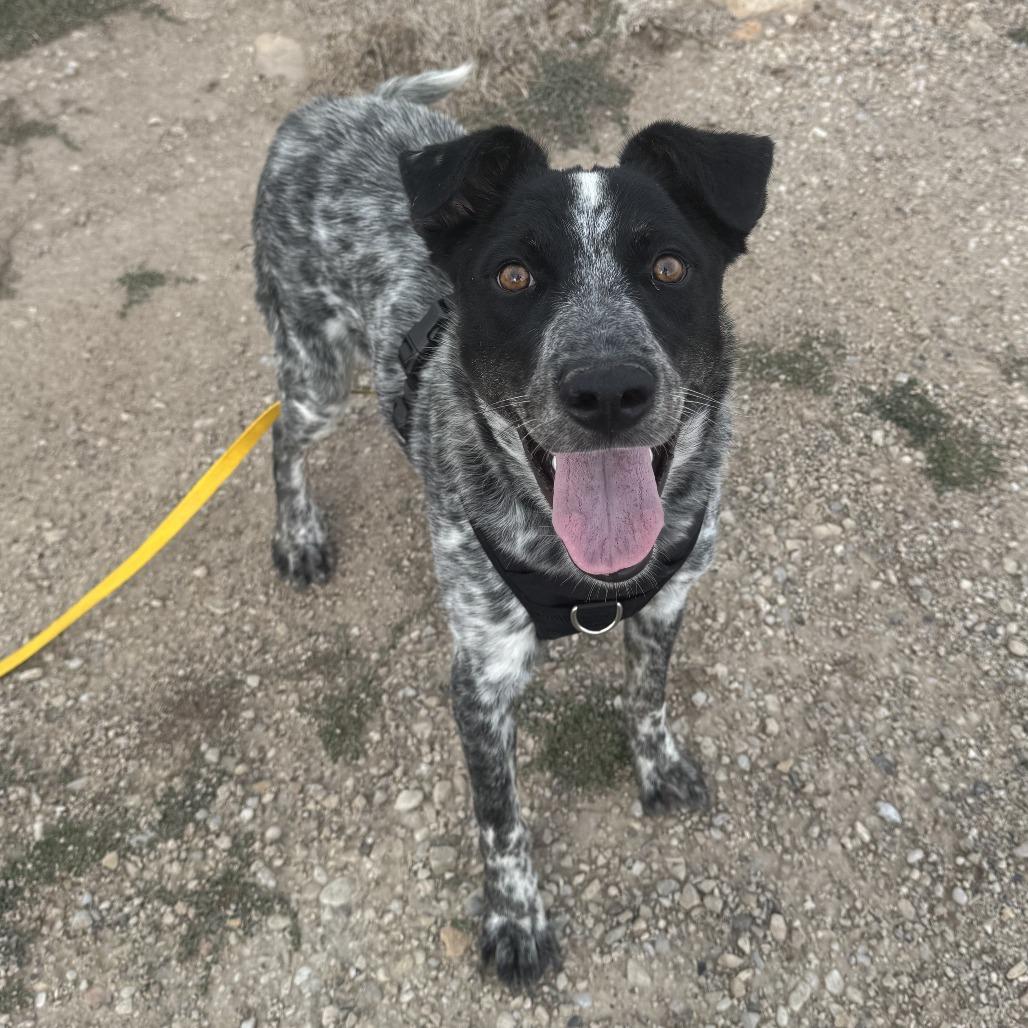 Rafael, a Adoptable mixed breed in Park City, UT image 3/6