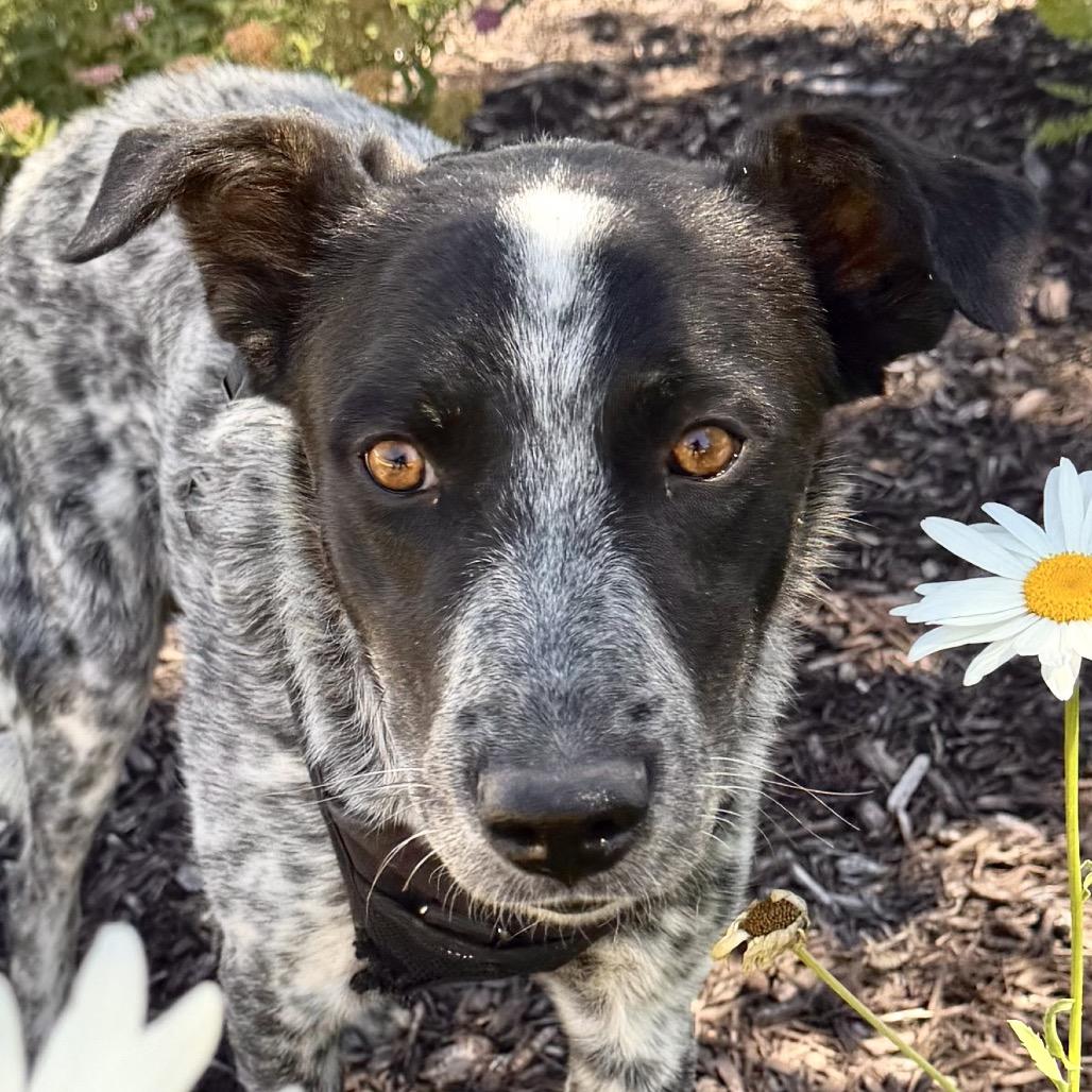 Rafael, a Adoptable mixed breed in Park City, UT image 4/6