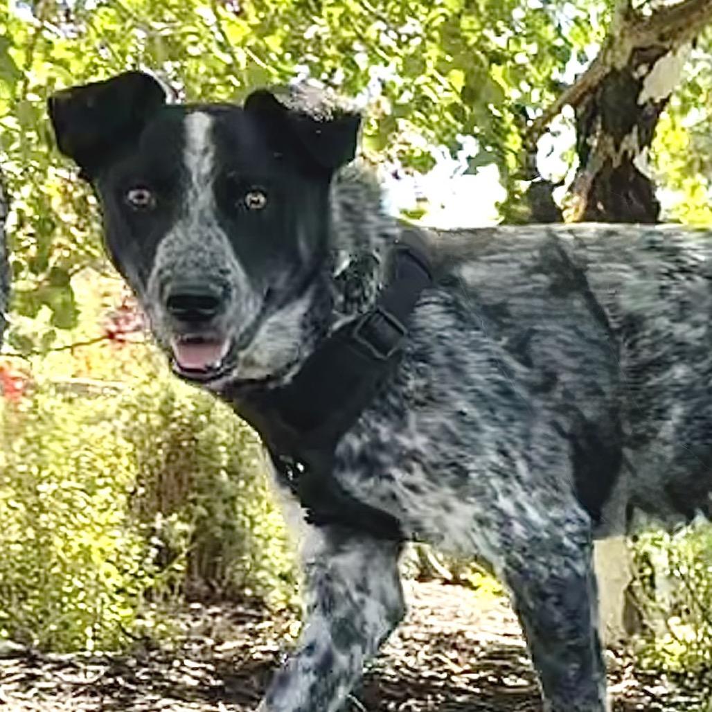 Rafael, a Adoptable mixed breed in Park City, UT image 5/6