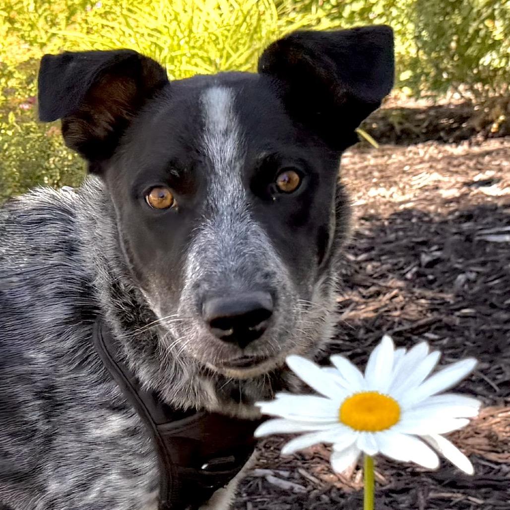 Rafael, a Adoptable mixed breed in Park City, UT image 6/6