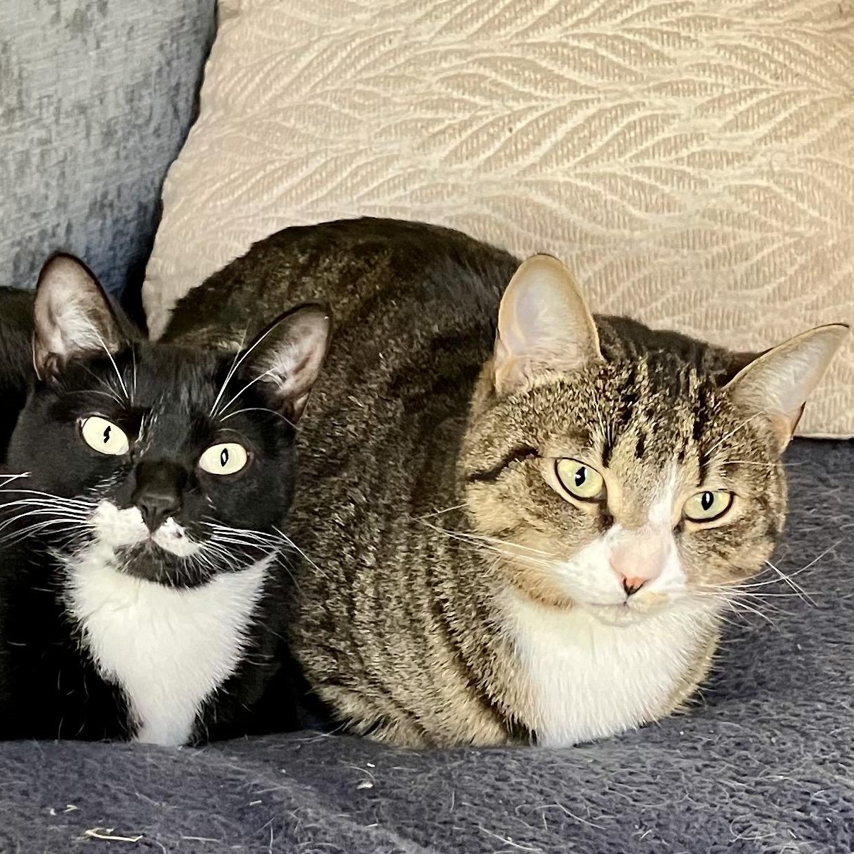 Shiloh And Asher--bonded Pair photo 1
