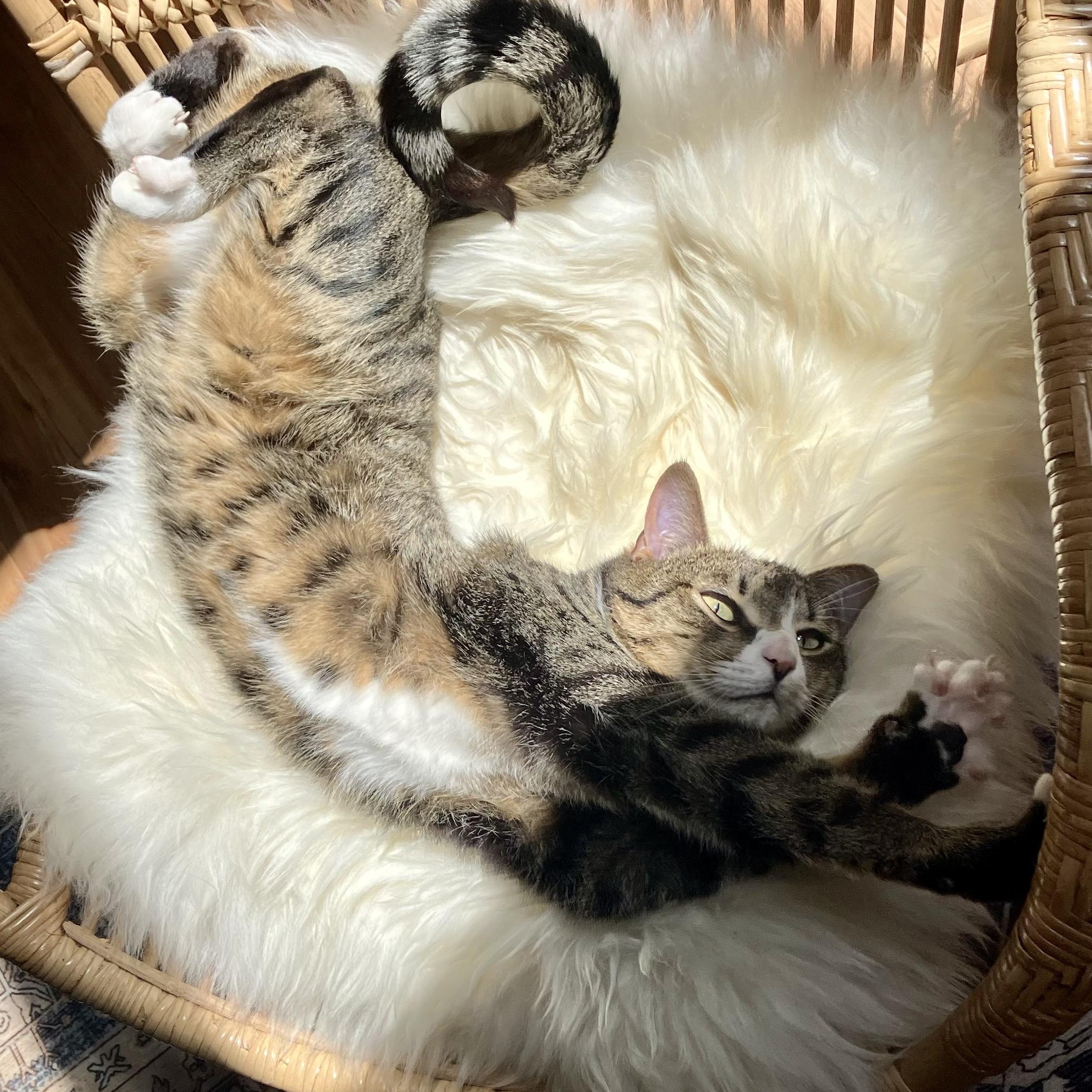 Shiloh And Asher--bonded Pair thumbnail 4