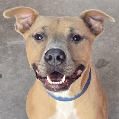 Enlarge TREY, a Adoptable Mixed Breed in Fernandina Beach, FL image 1/2