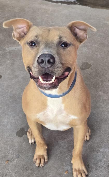 Enlarge TREY, a Adoptable Mixed Breed in Fernandina Beach, FL image 2/2