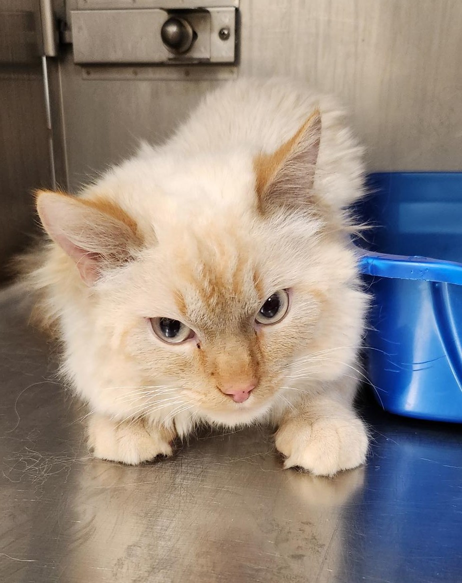 Enlarge Working cats, a Adoptable mixed breed in Billings, MT image 2/3