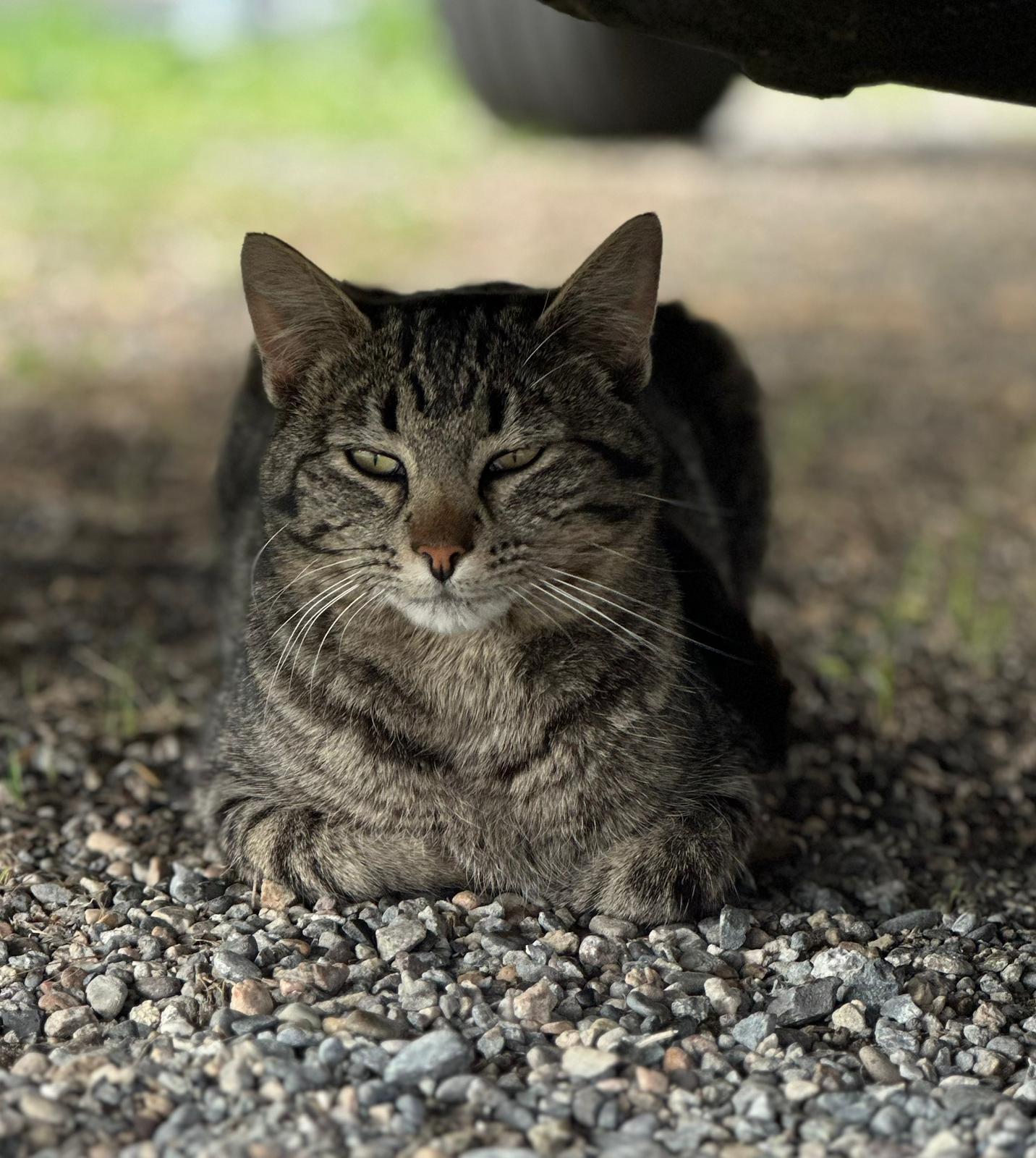 Working cats, Adoptable, Adult Female Domestic Short Hair.