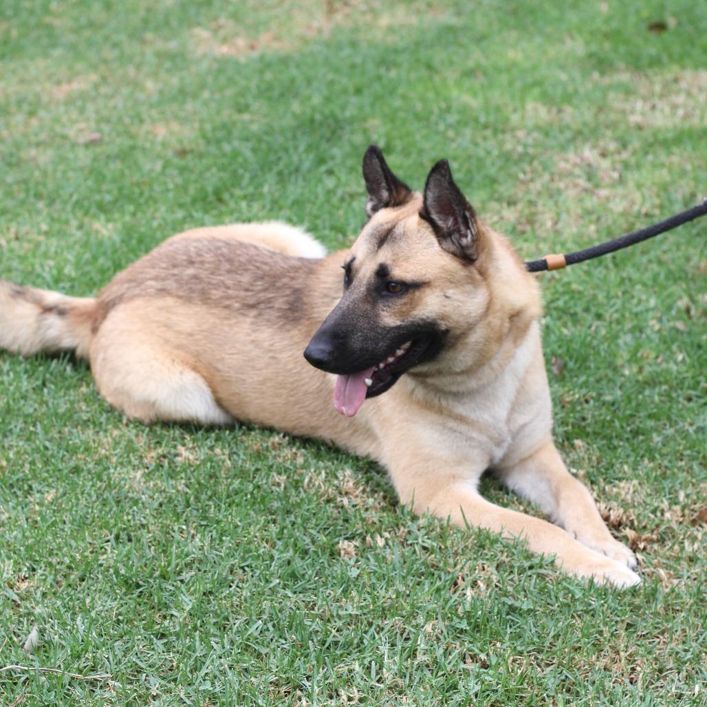 Slinky, Adoptable, Adult Male Shepherd.