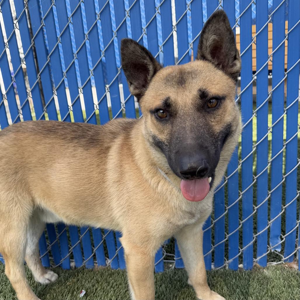Slinky, a Adoptable mixed breed in Freeport, FL image 3/4