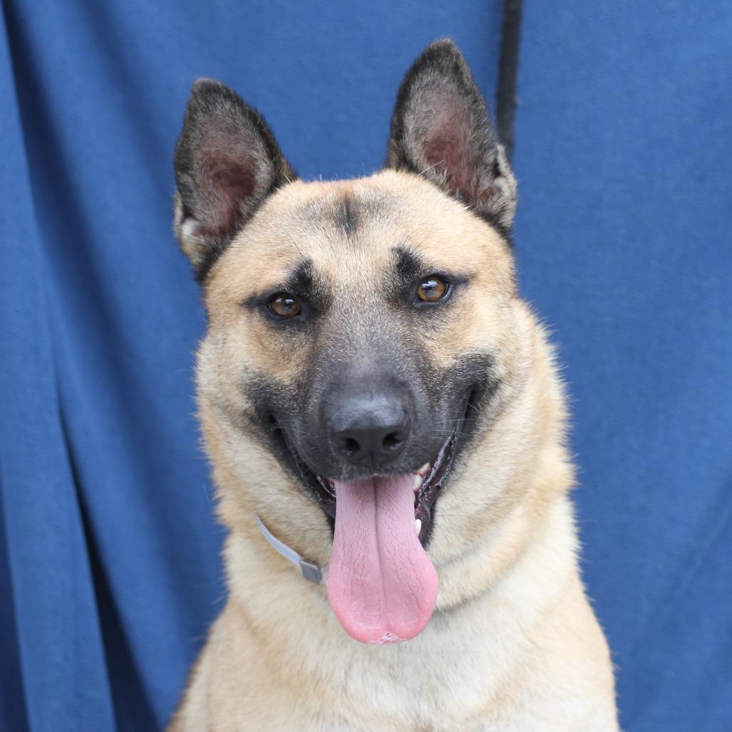 Slinky, a Adoptable mixed breed in Freeport, FL image 4/4