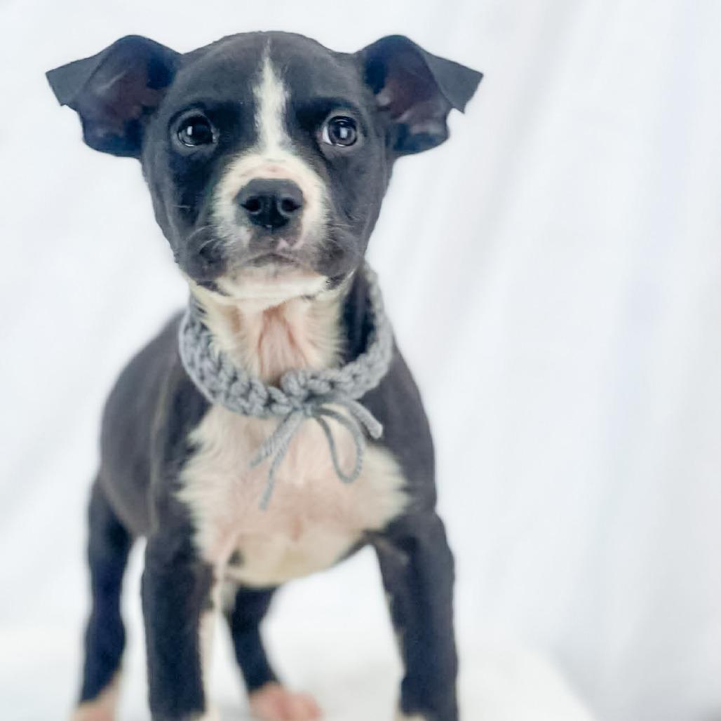 Drizzle, Adoptable, Puppy Male Mixed Breed.