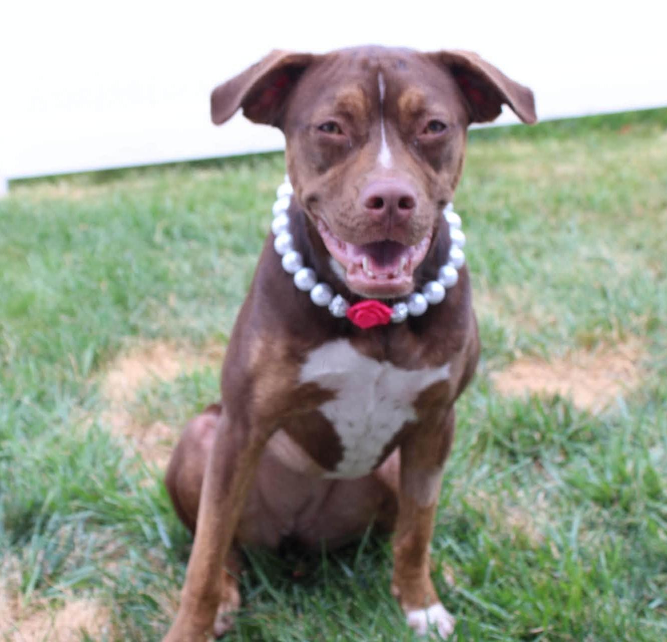 Rebel, an adoptable mixed breed in Palatine, IL image 5/5