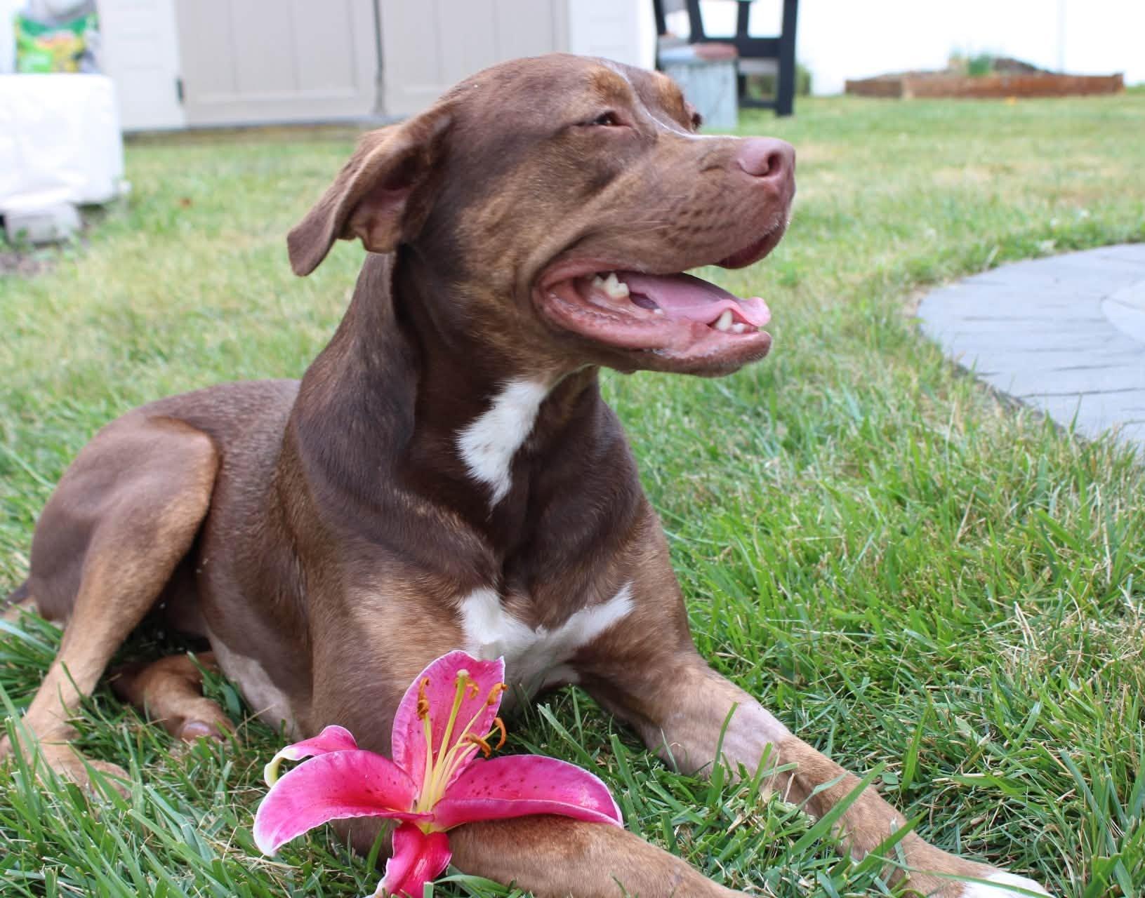 Rebel, an adoptable mixed breed in Palatine, IL image 2/5