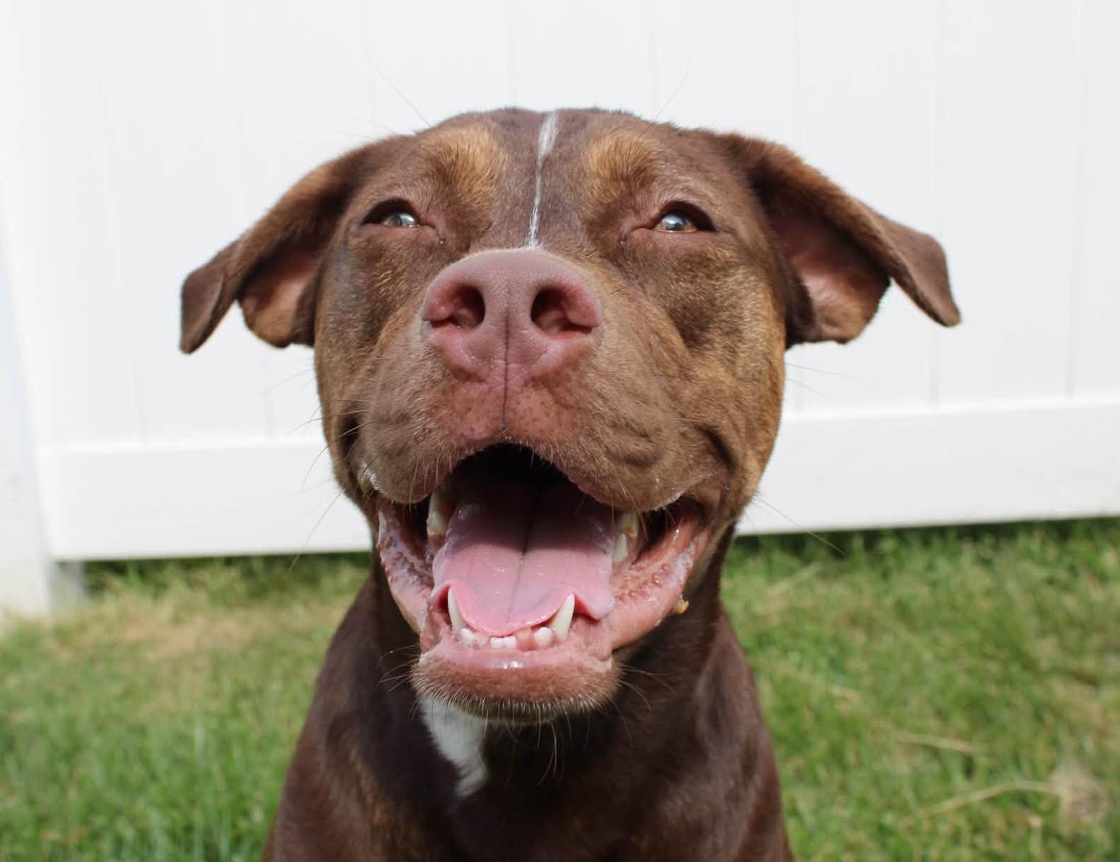 Rebel, an adoptable mixed breed in Palatine, IL image 4/5