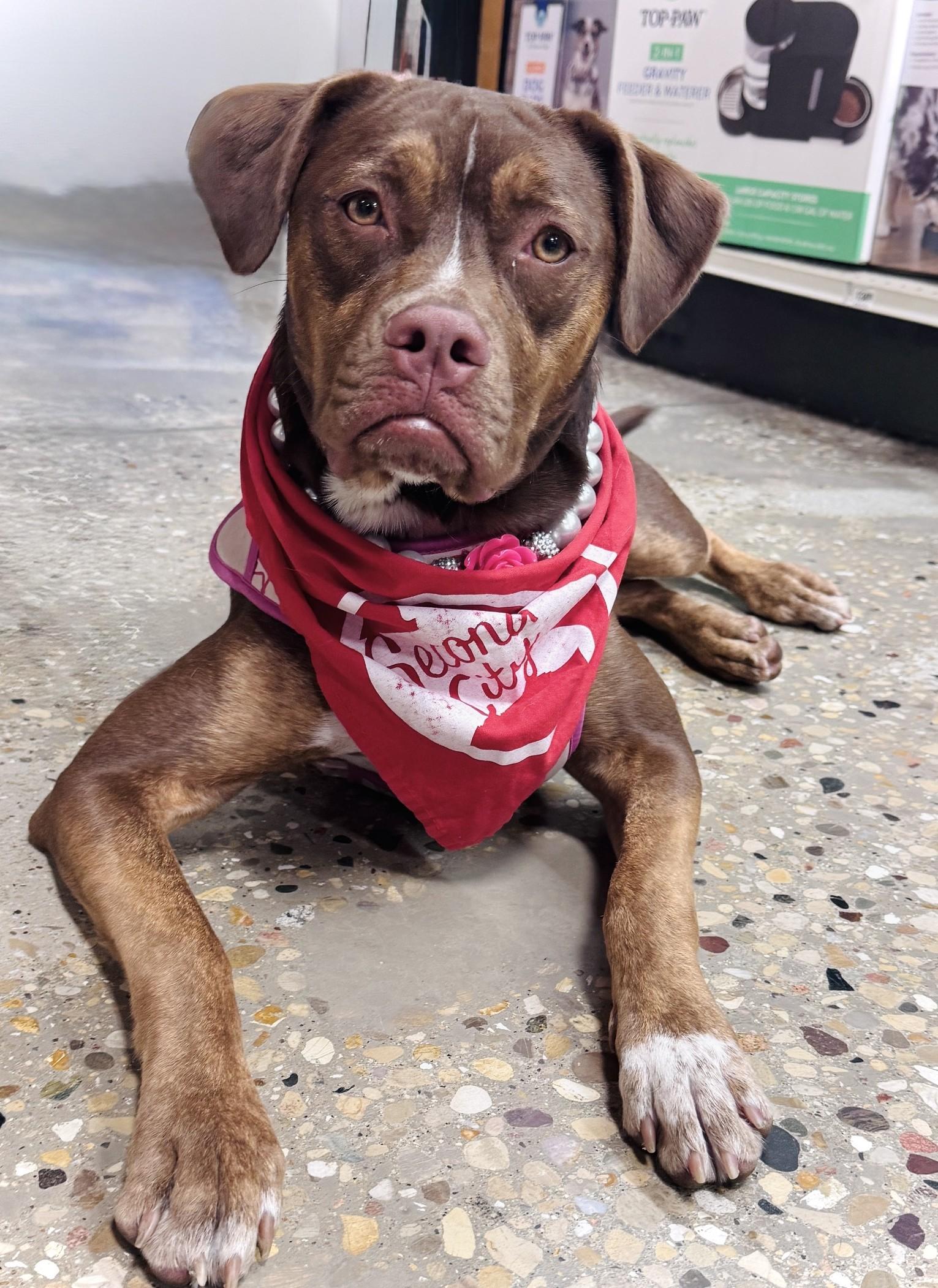 Enlarge Rebel, a Adoptable mixed breed in Palatine, IL image 3/6