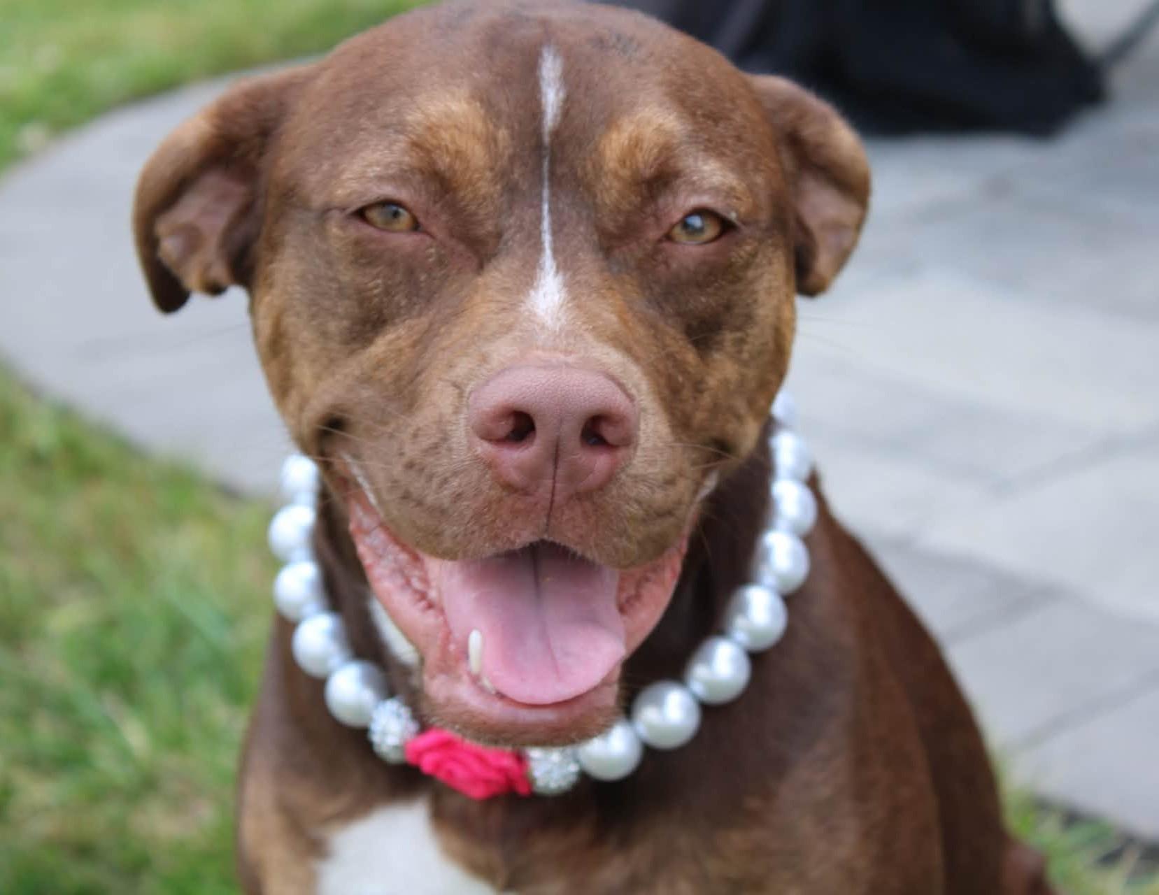 Rebel, adoptable, Young Female Pit Bull Terrier & Retriever.