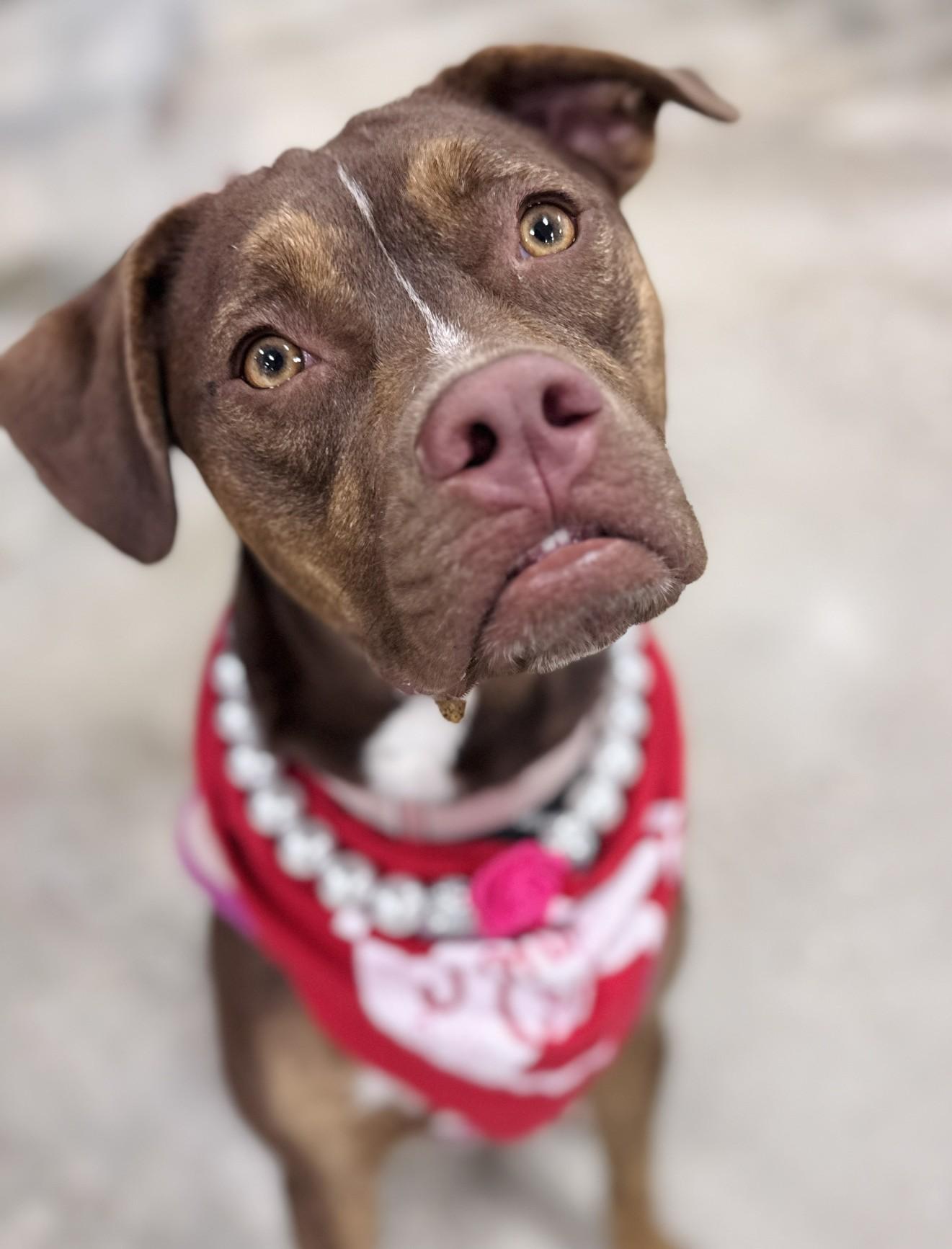 Rebel, Adoptable, Young Female Pit Bull Terrier & Retriever.
