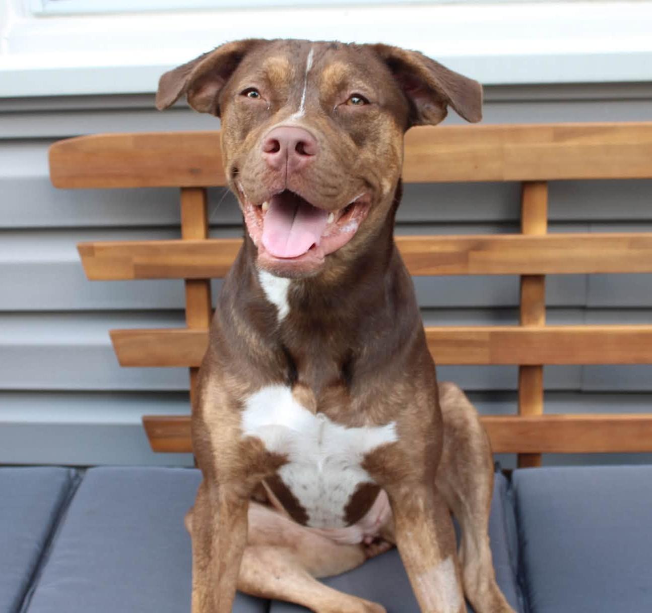 Rebel, an adoptable mixed breed in Palatine, IL image 3/5