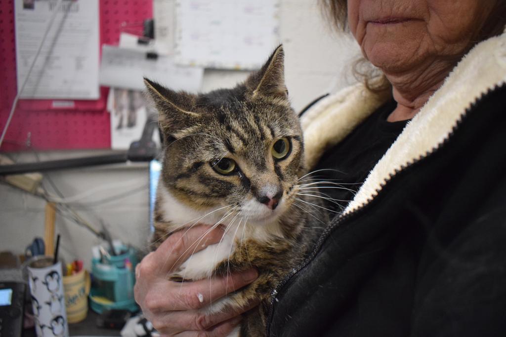 Whiskers, Adoptable, Young Male Domestic Short Hair.