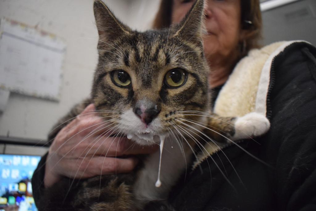 Enlarge Whiskers, a Adoptable mixed breed in Pahrump, NV image 2/2