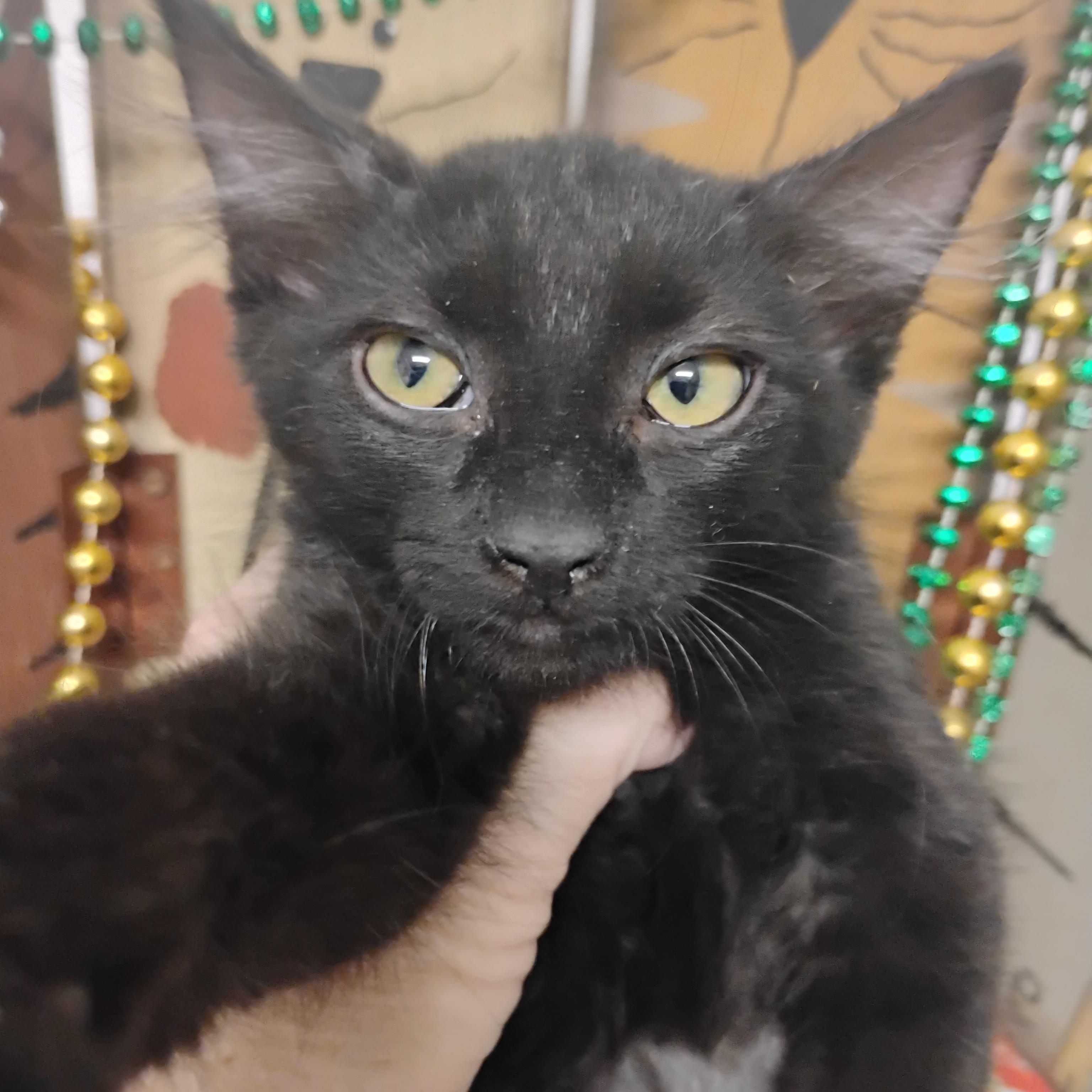 sweeter than fiction 2lb f lng hair 2ndvacc, a ADOPTABLE Domestic Long Hair in Phoenix, AZ image 2/2