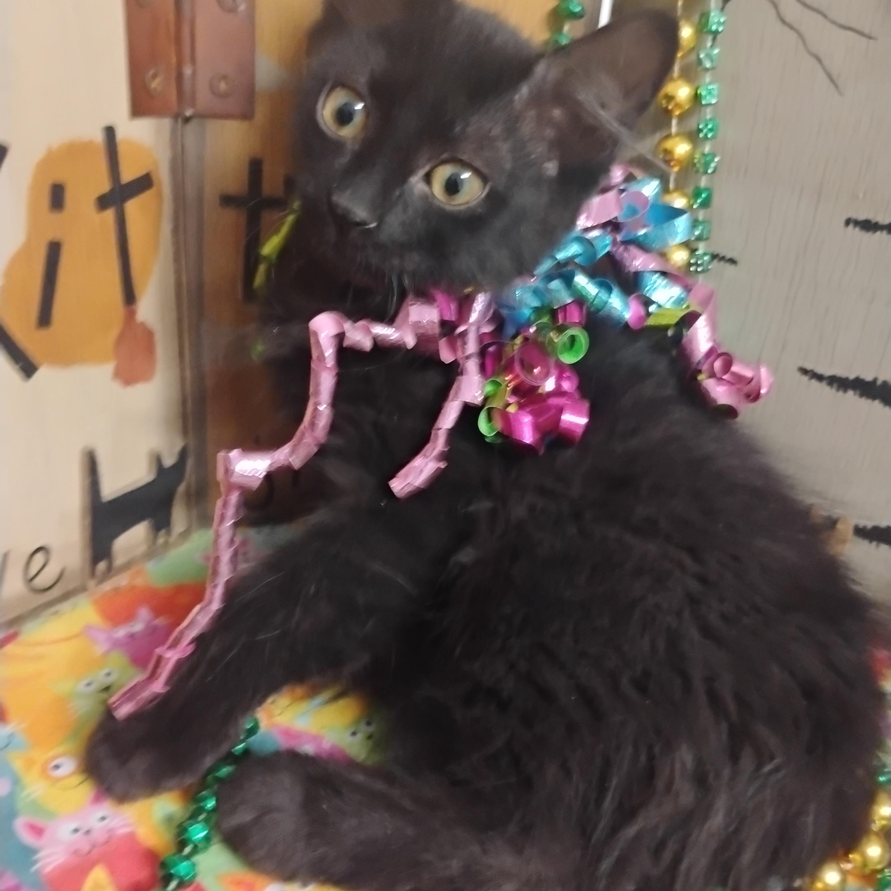 sweeter than fiction 2lb f lng hair 2ndvacc, ADOPTABLE, Kitten Female Domestic Long Hair.