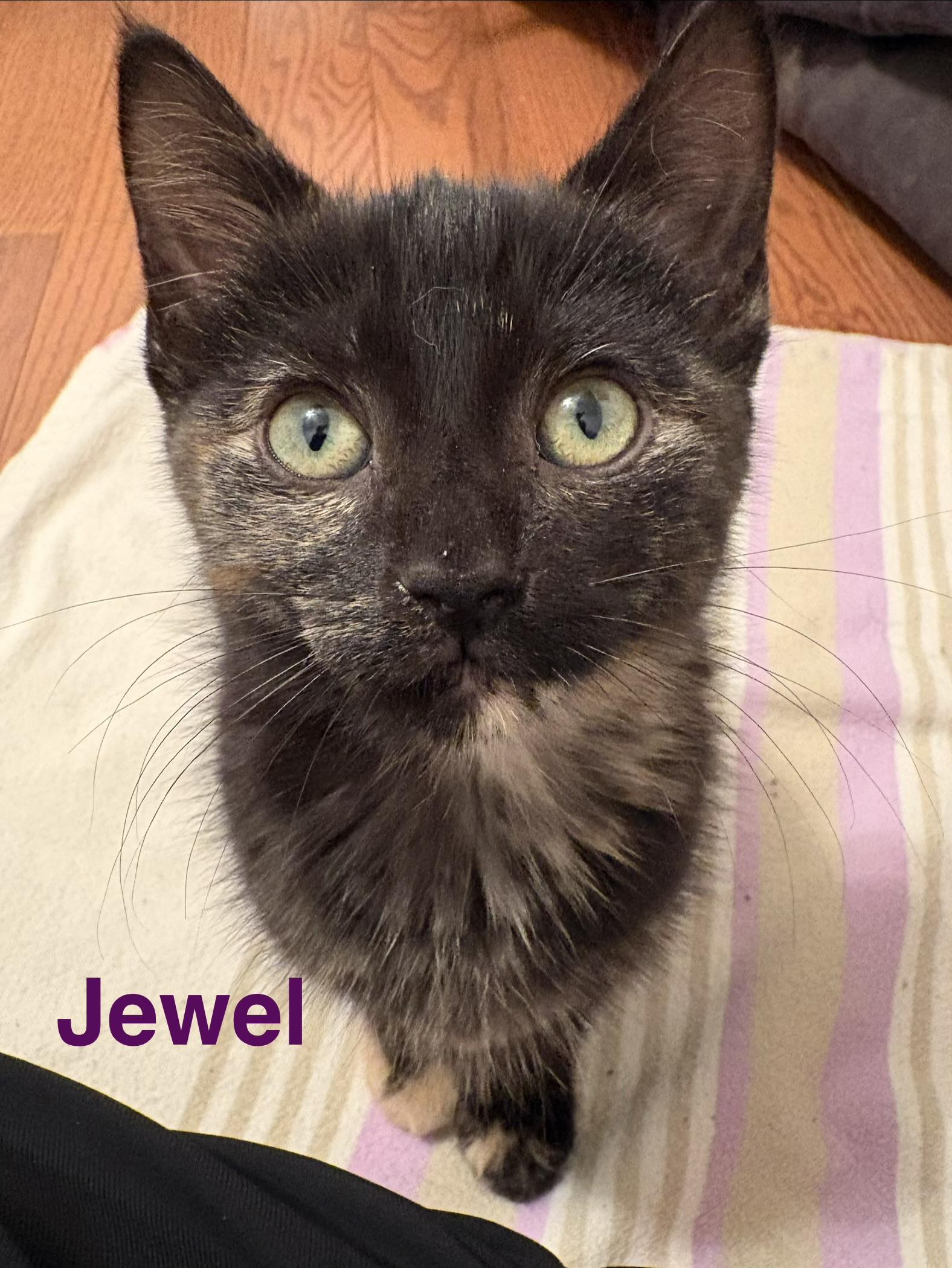 Jewel photo