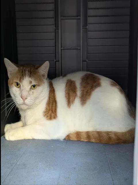 GENO, Adoptable, Adult Male Domestic Short Hair.