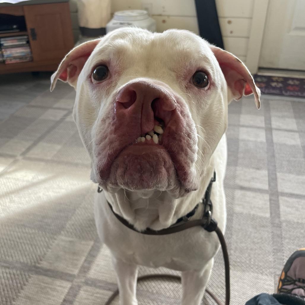 Enlarge Casper-IN FOSTER, a Adoptable mixed breed in Birdsboro, PA image 1/6