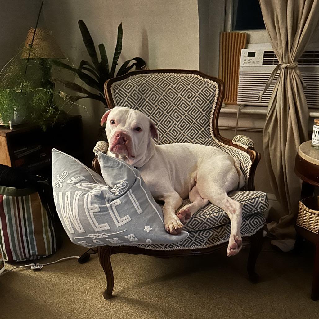 Enlarge Casper-IN FOSTER, a Adoptable mixed breed in Birdsboro, PA image 2/6