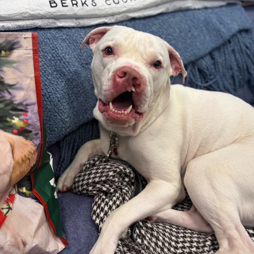 Enlarge Casper-IN FOSTER, a Adoptable mixed breed in Birdsboro, PA image 3/6