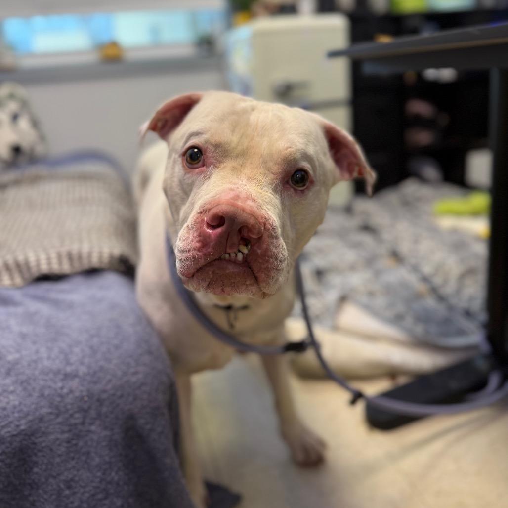 Enlarge Casper-IN FOSTER, a Adoptable mixed breed in Birdsboro, PA image 4/6
